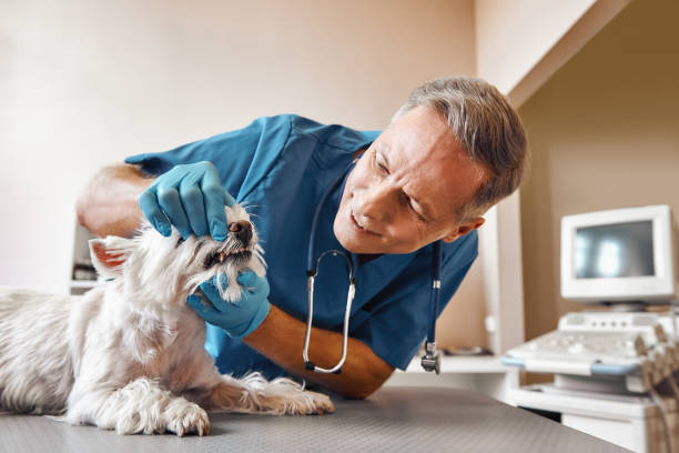 Best Emergency Denture Repair in Prieton, NC
